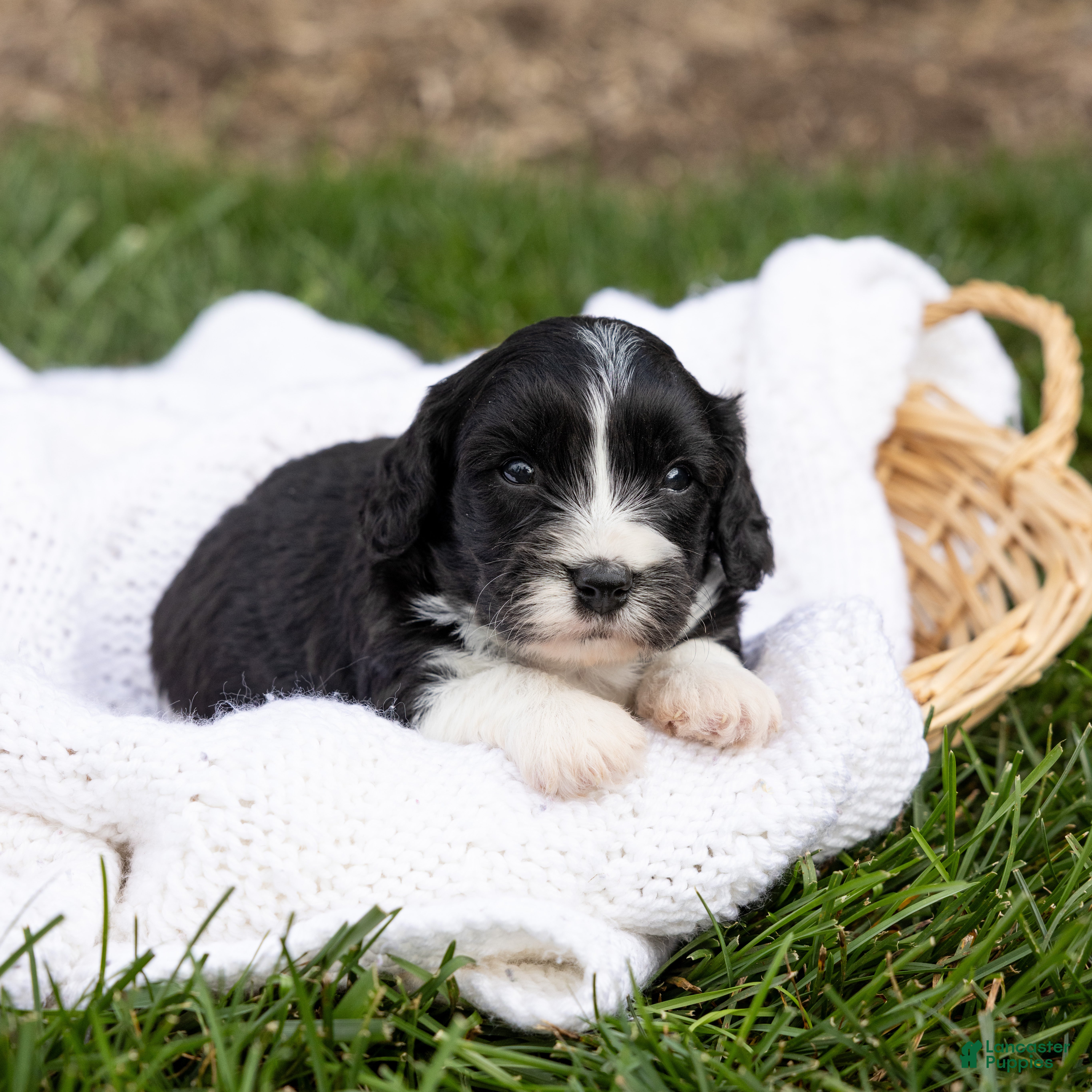 Cavachon dogs Coffee - Ad 1