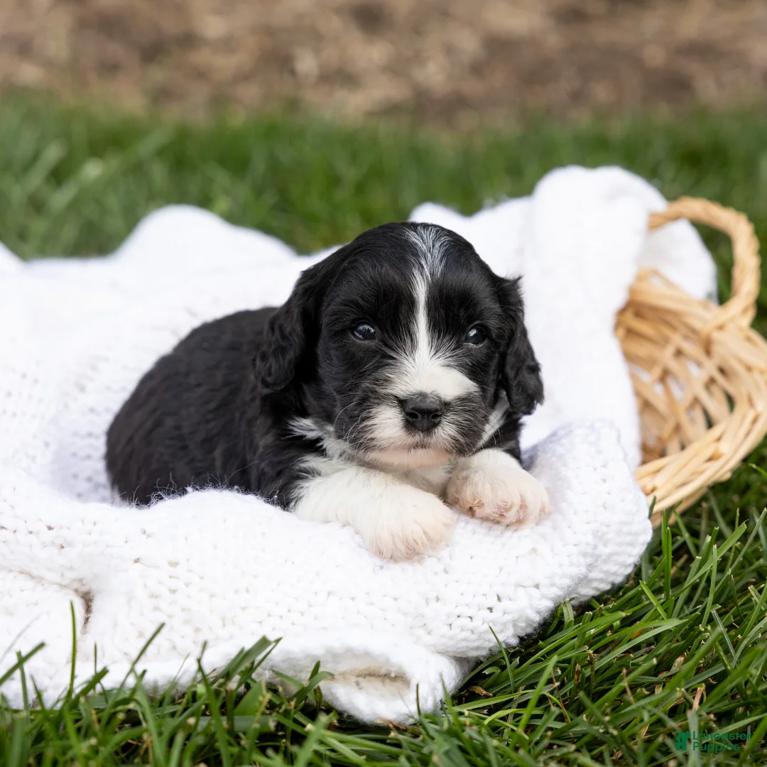 Cavachon dogs for sale: Coffee - Ad 1
