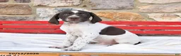 German Shorthaired Pointer dogs for sale: Pumpkin - Ad 2