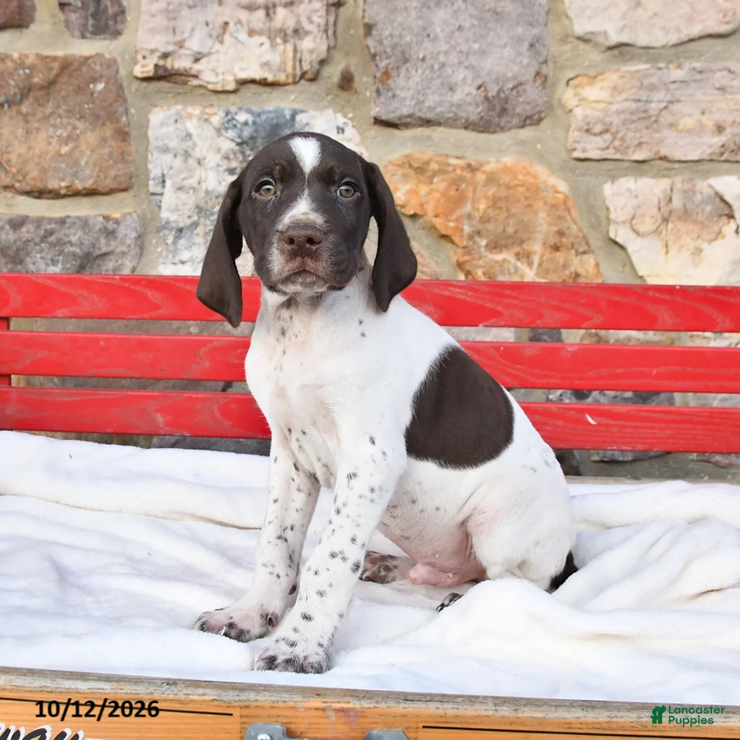 German Shorthaired Pointer dogs for sale: Pumpkin - Ad 2