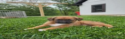 Mixed Breed dogs for sale: Mia - Ad 9