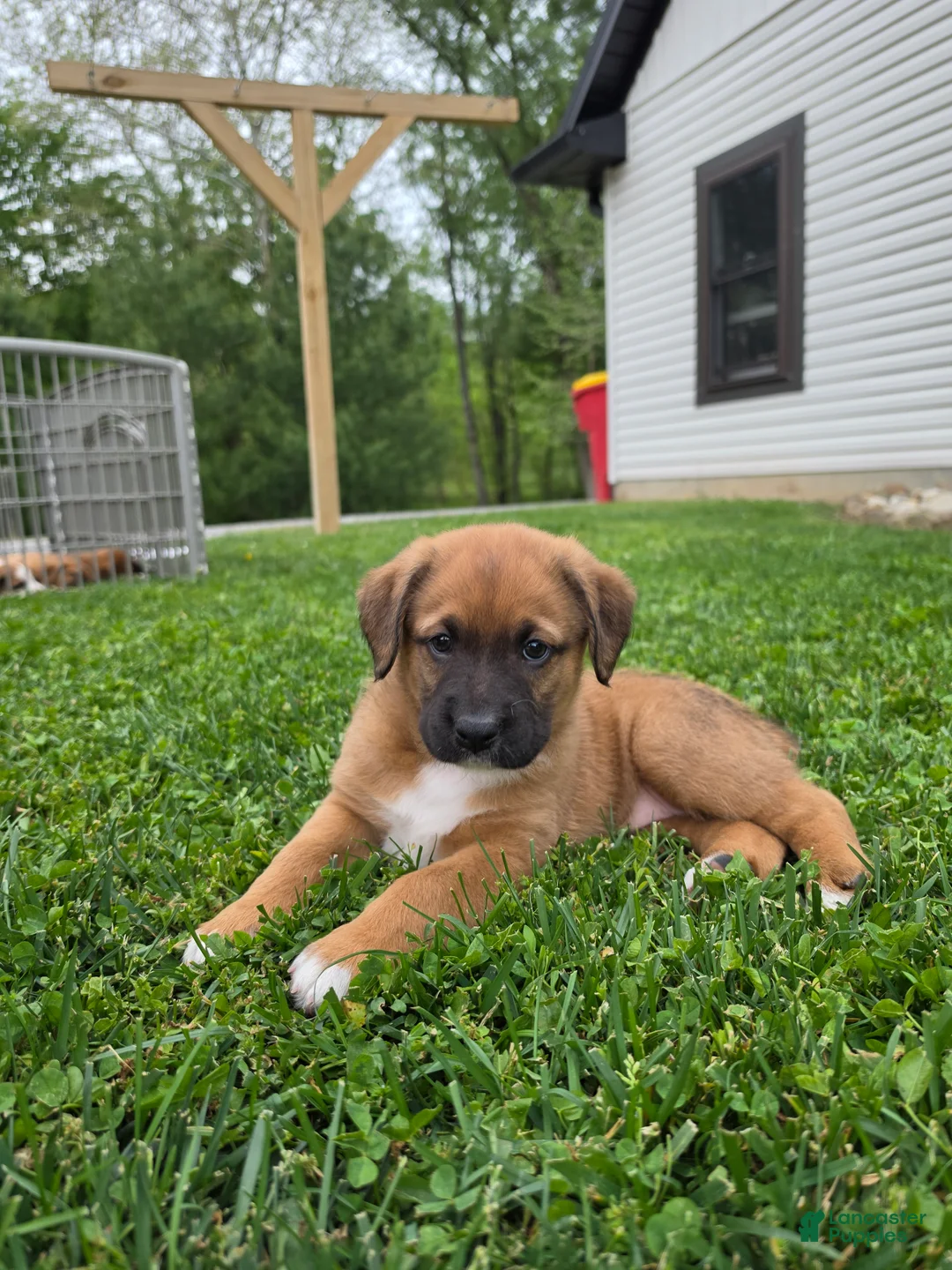 Mixed Breed dogs for sale: Mia - Ad 9