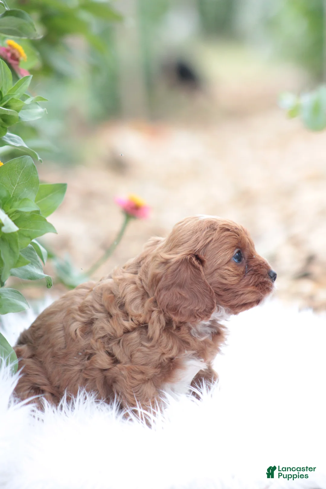 Cavapoo dogs for sale: Spunky - Ad 4