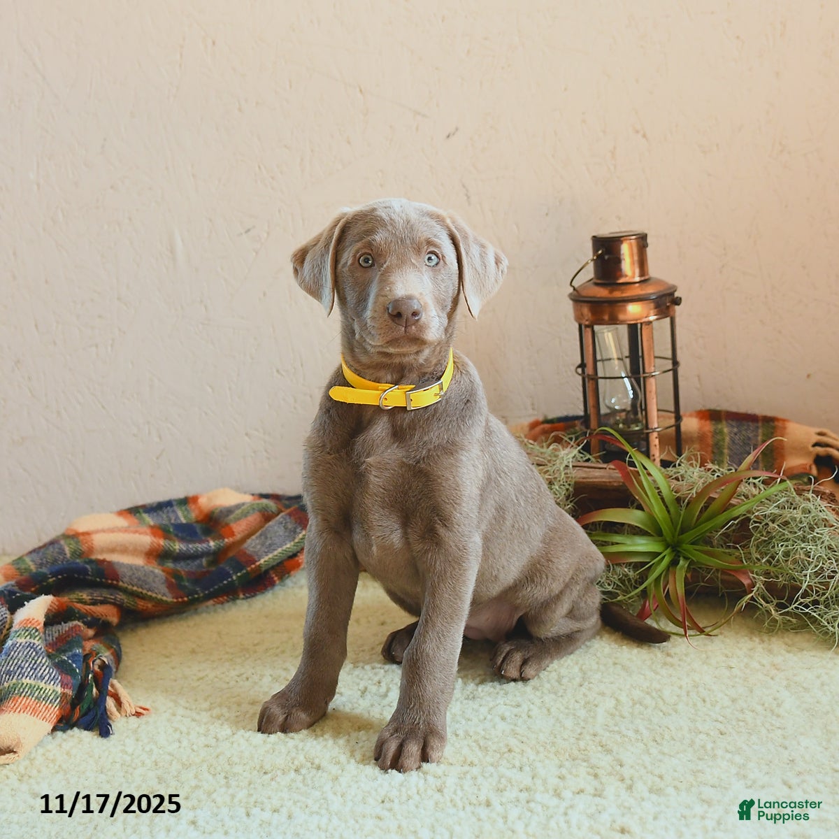 Labrador Retriever dogs Georgia - Ad 29