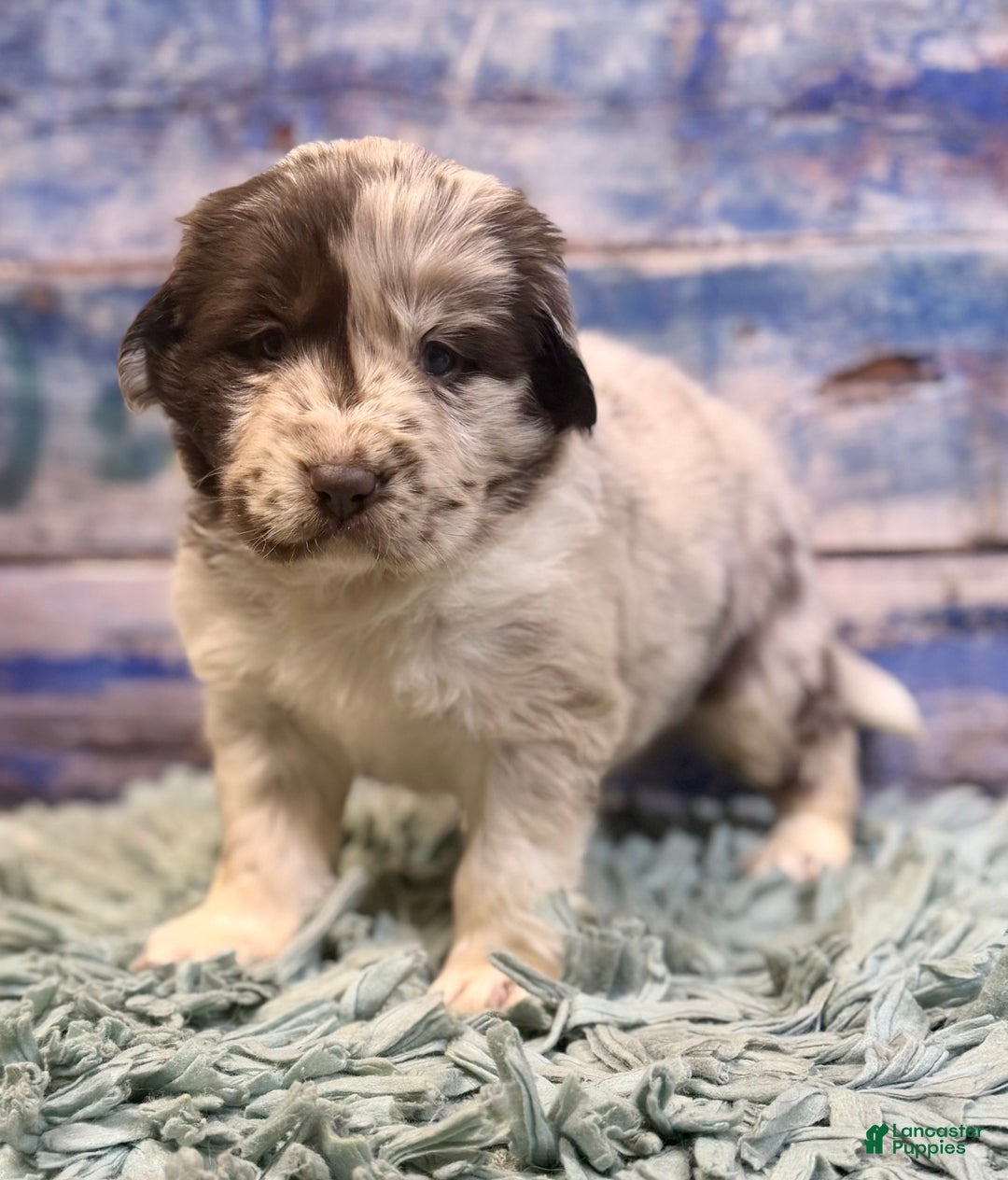 Mixed Breed dogs for sale: Sterling OFA DNA  - Ad 10