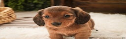 Miniature Dachshund dogs for sale: Gingerbread - Ad 4