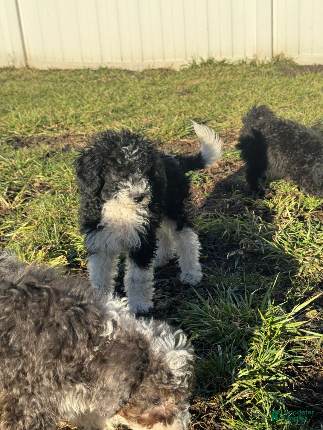 Miniature Poodle dogs for sale: Rowdy - Ad 3