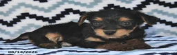 Yorkiepoo dogs for sale: Sweetie - Ad 4