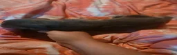 Cane Corso dogs for sale: Gray Male Brindle 6 - Ad 2