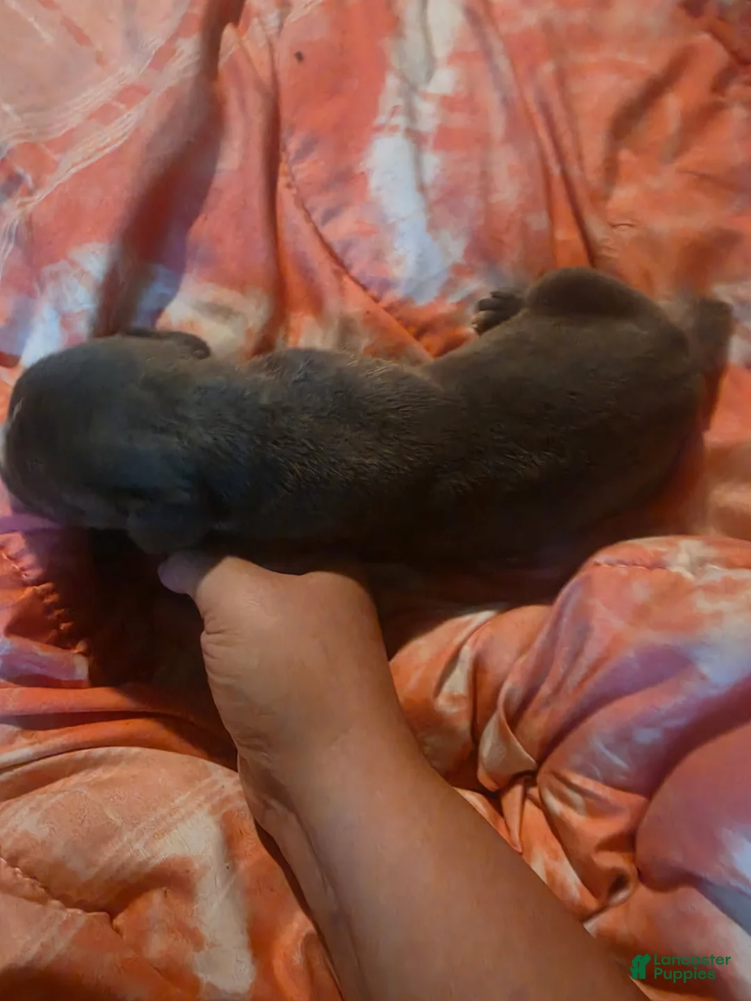 Cane Corso dogs for sale: Gray Male Brindle 6 - Ad 2