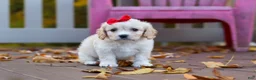 Cavachon dogs for sale: Sadie - Ad 6