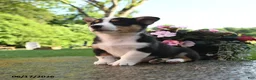 Welsh Corgi Pembroke dogs for sale: Ronald - Ad 3