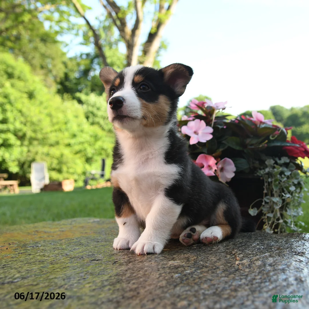 Welsh Corgi Pembroke dogs for sale: Ronald - Ad 3