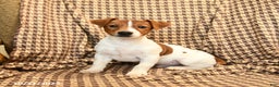 Jack Russell Terrier dogs for sale: Shannon - Ad 4