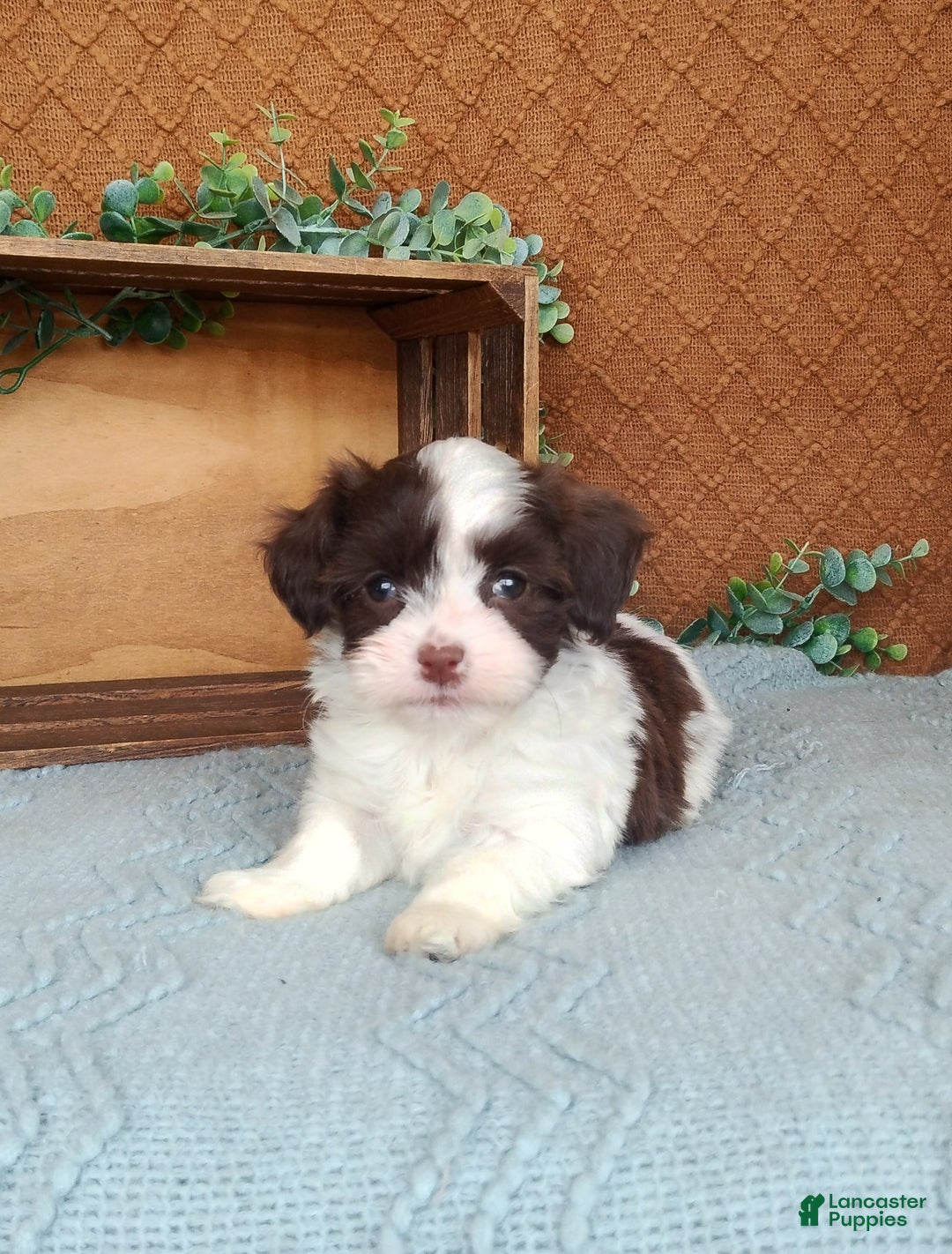 Havanese dogs for sale: Joy  - Ad 2