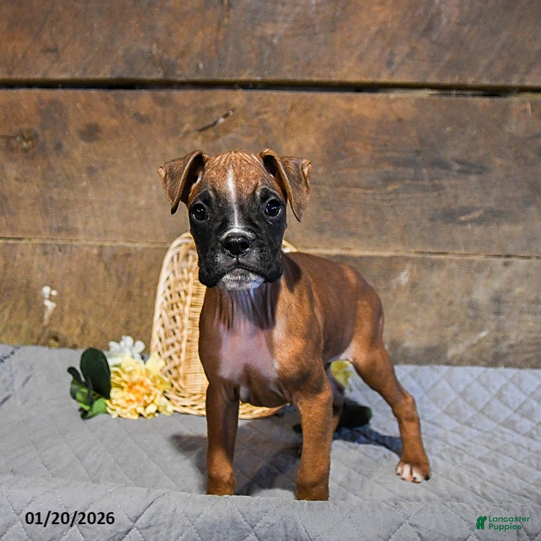 Boxer dogs for sale: Nitro - Ad 3