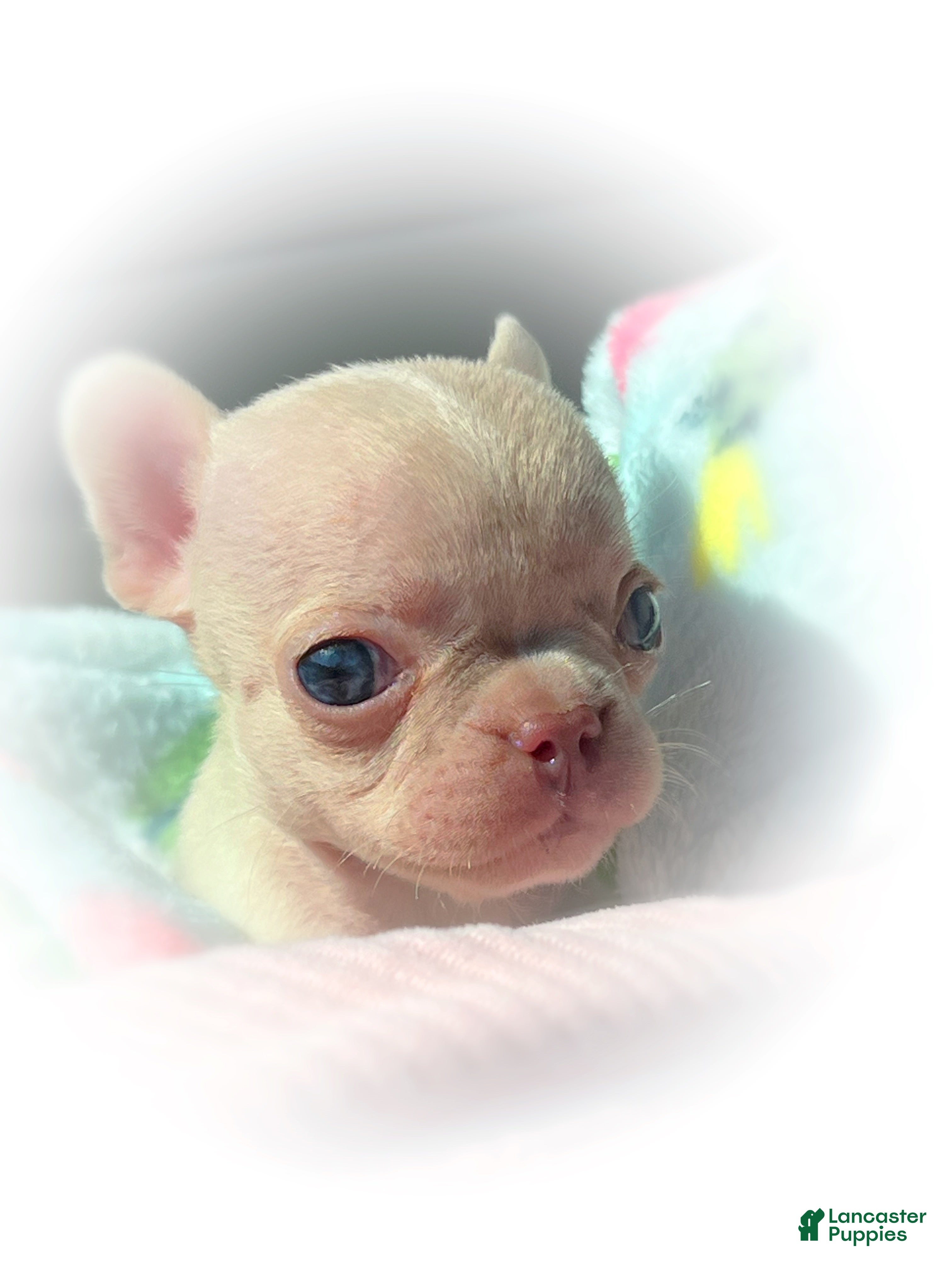 French Bulldog dogs Koia - Ad 14