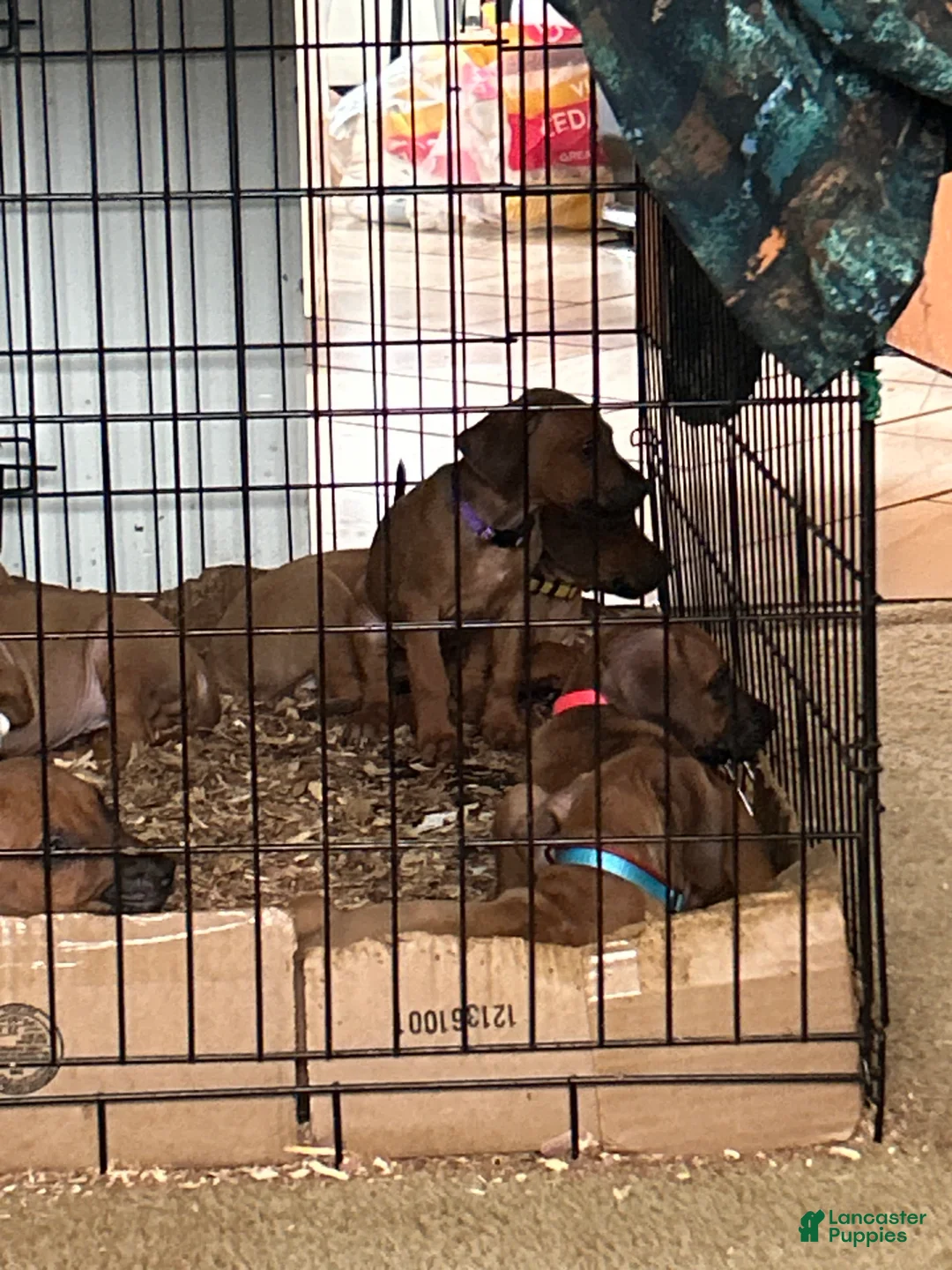 Rhodesian Ridgeback dogs for sale: Rhodesian Ridgeback Puppy 1 sky blue collar - Ad 25