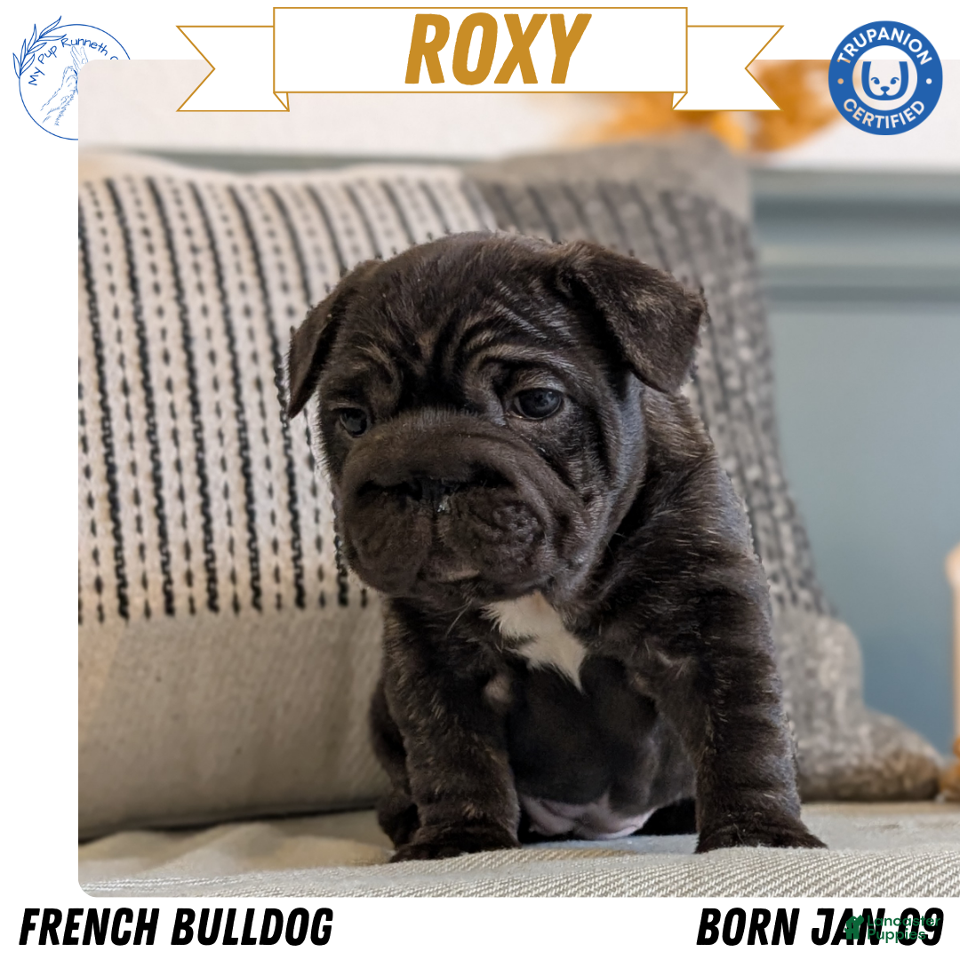 French Bulldog dogs Roxy - Ad 1