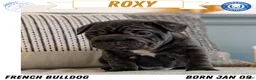 French Bulldog dogs for sale: Roxy - Ad 1