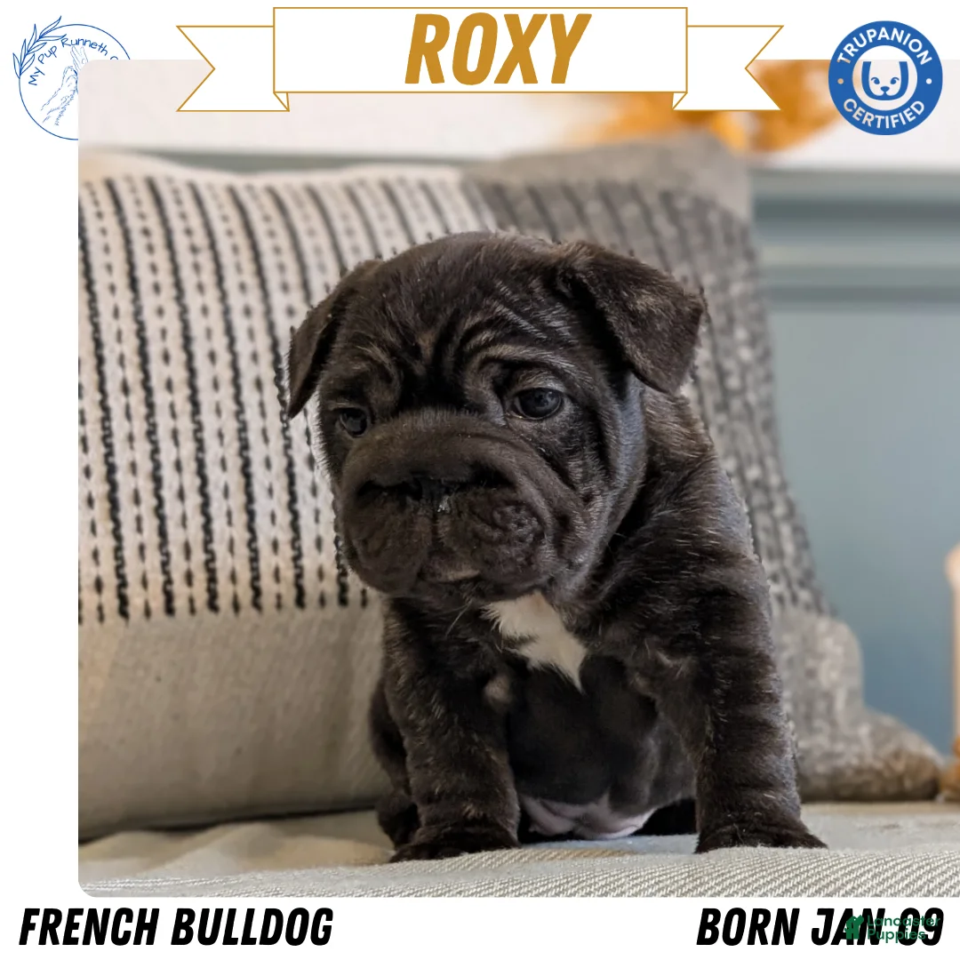 French Bulldog dogs for sale: Roxy - Ad 1