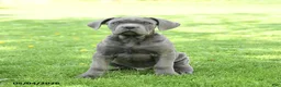 Cane Corso dogs for sale: Scout - Ad 4