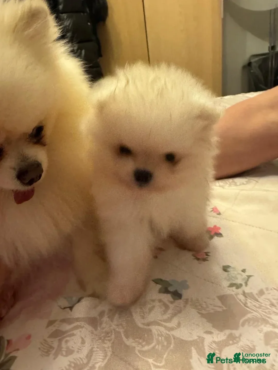 Pomeranian dogs for sale: Kayla - Ad 3