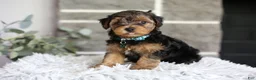 Yorkiepoo dogs for sale: Bentley - Ad 3