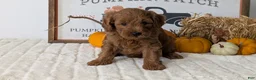 Mini Goldendoodle dogs for sale: Axel - Ad 6