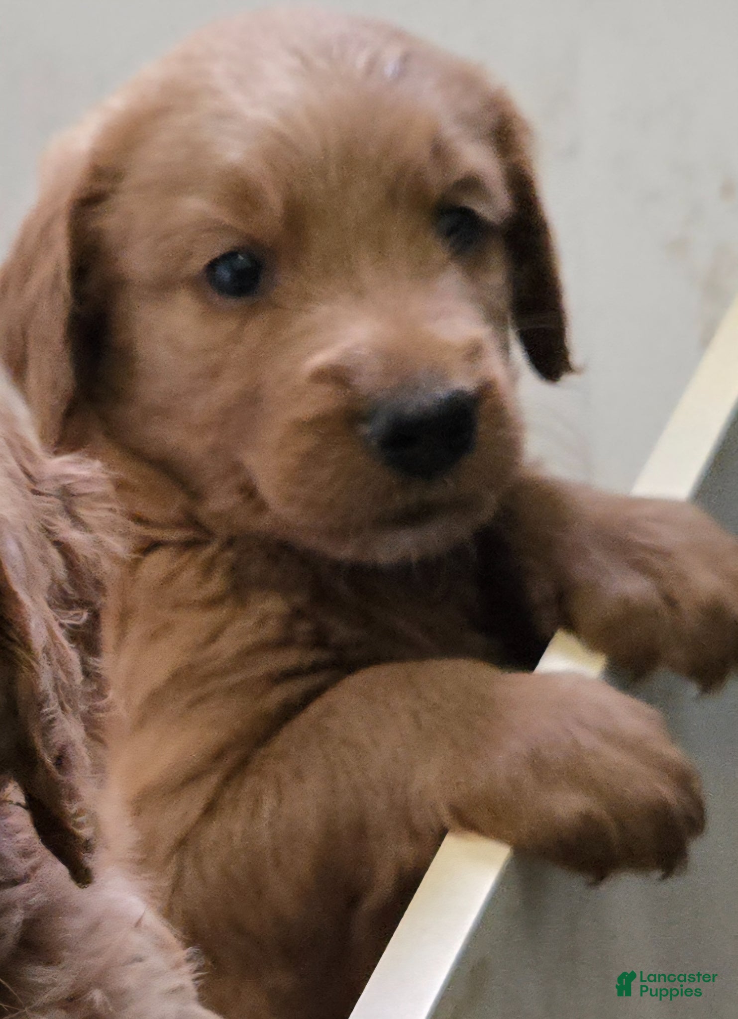 Goldendoodle dogs Goldendoodle Puppy 5 - Ad 1