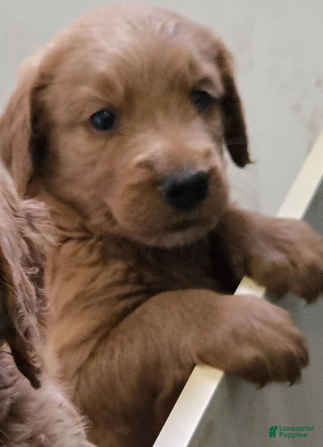 Goldendoodle dogs for sale: Goldendoodle Puppy 5 - Ad 1