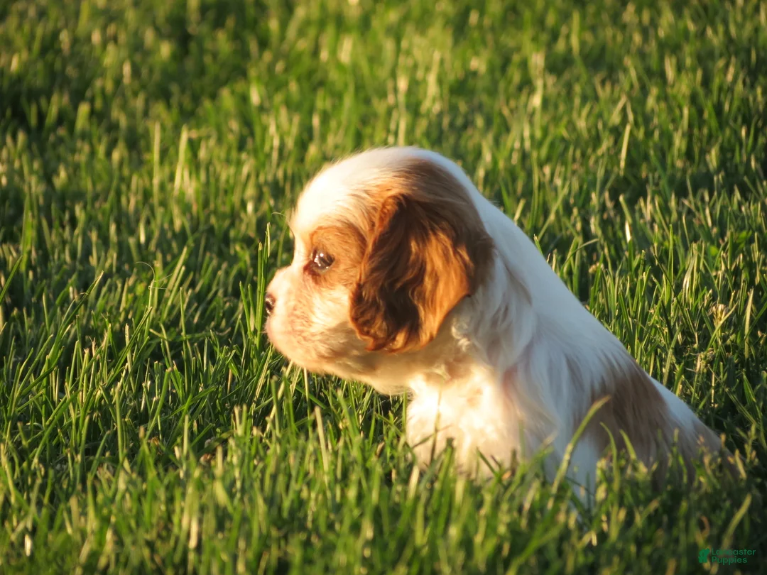 Cavalier King Charles Spaniel dogs for sale: Espresso - Ad 2