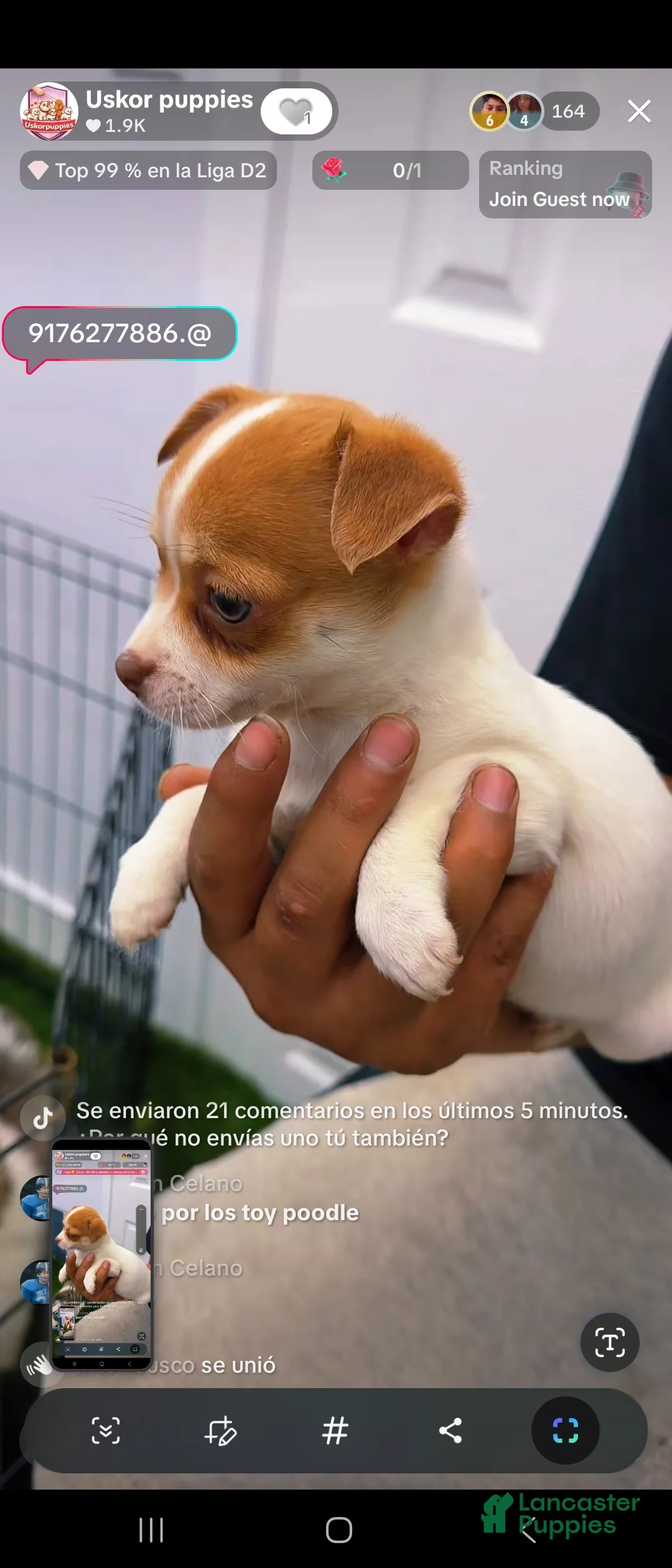 Chihuahua dogs for sale: Chihuahua kiara - Ad 2