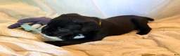 Cane Corso dogs for sale: Crowley AKC yellow/orange collar - Ad 22
