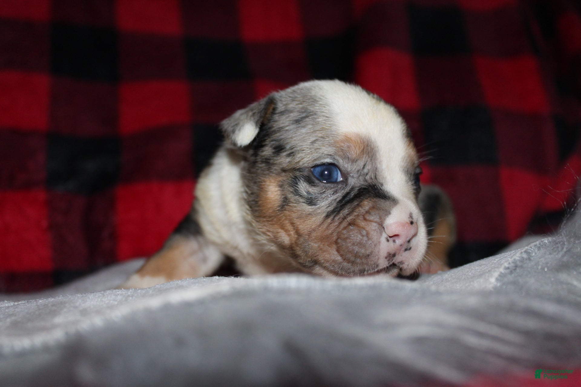 American Bully dogs Bella - Ad 1