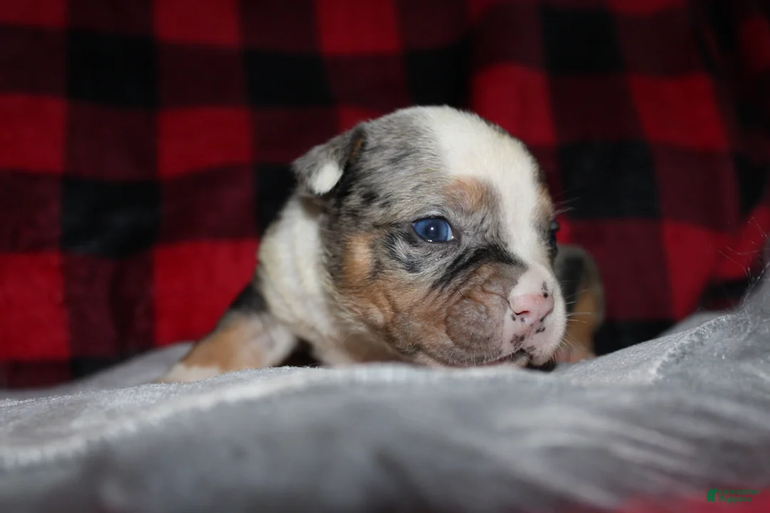 American Bully dogs for sale: Bella - Ad 1