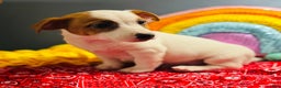Jack Russell Terrier dogs for sale: Snoop  - Ad 5