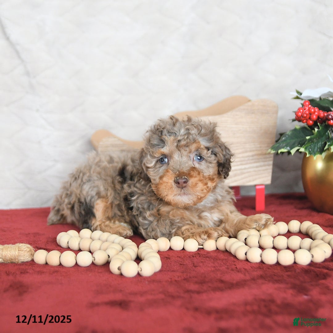 Miniature Poodle dogs for sale: Princess EXTRA SMALL - Ad 2