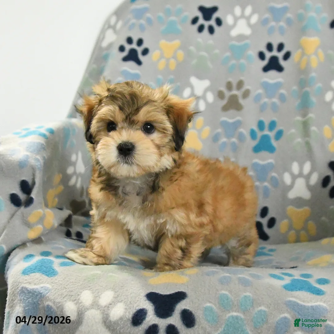 Mixed Breed dogs for sale: Owen - Ad 1