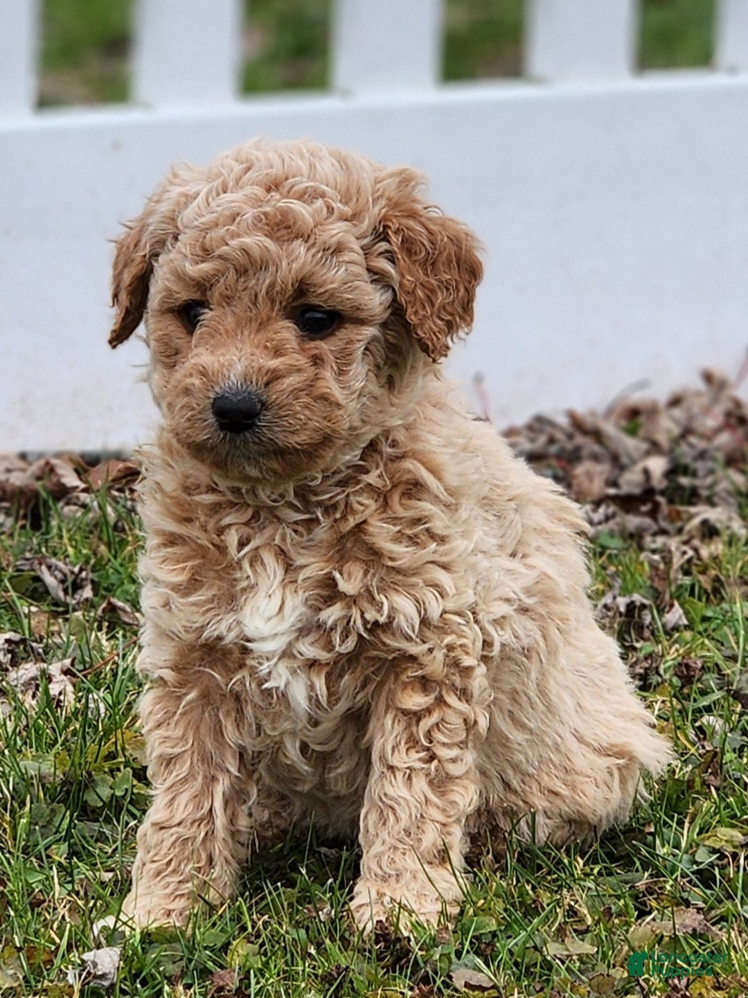 Mini Goldendoodle dogs for sale: Justina - Ad 3