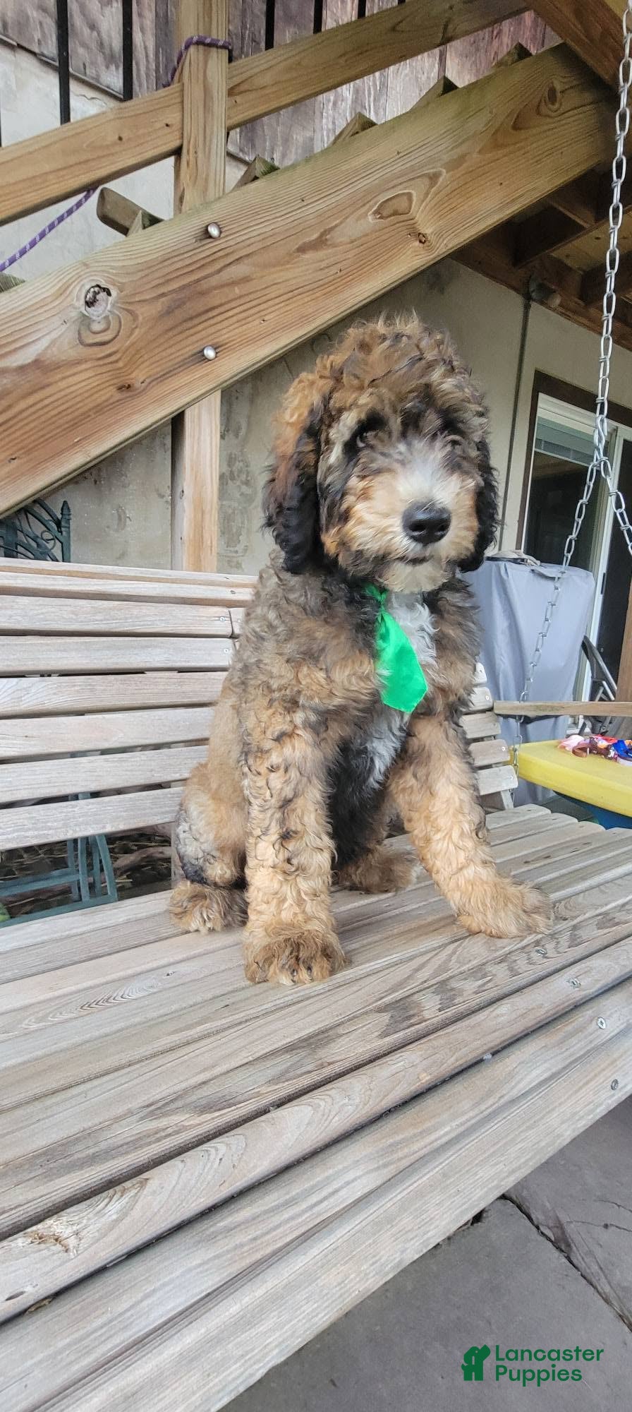 Bernedoodle dogs Bernedoodle 7 - Ad 19