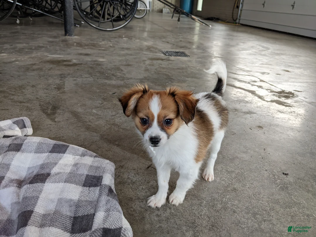 Papillon dogs for sale: Champ - Ad 5