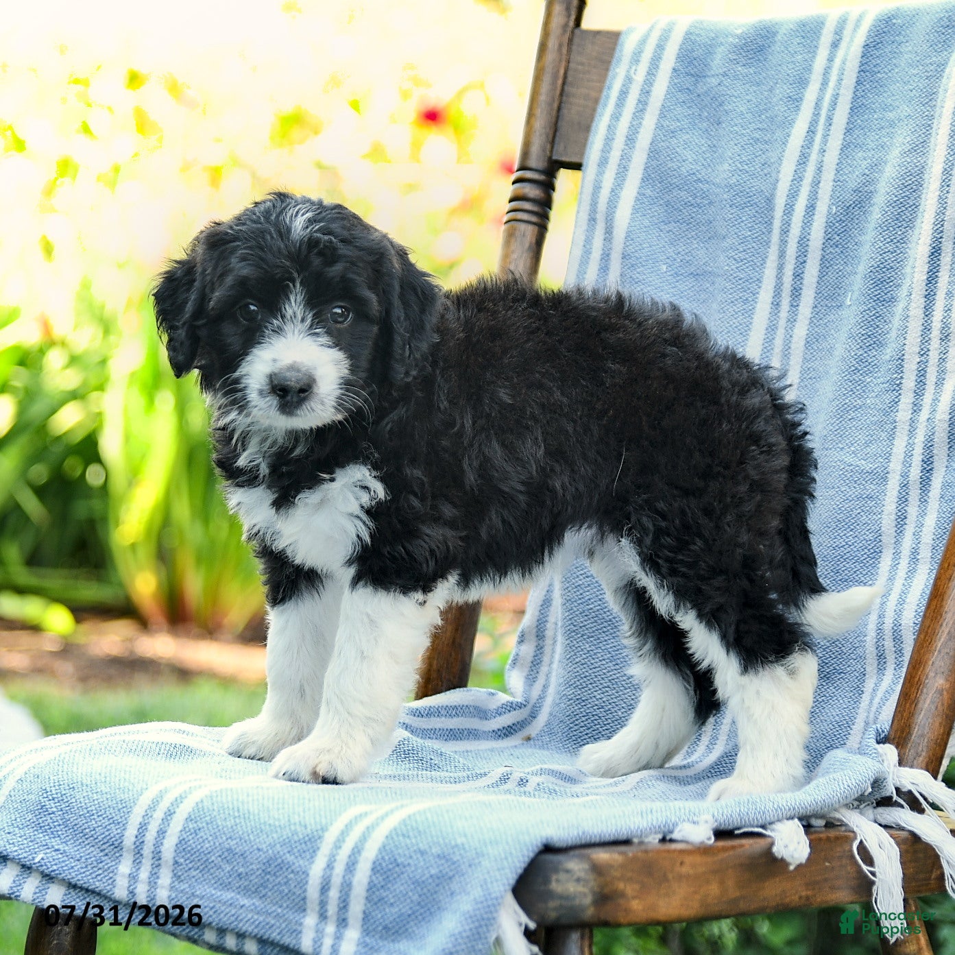 Mini Aussiedoodle dogs Aria - Ad 1