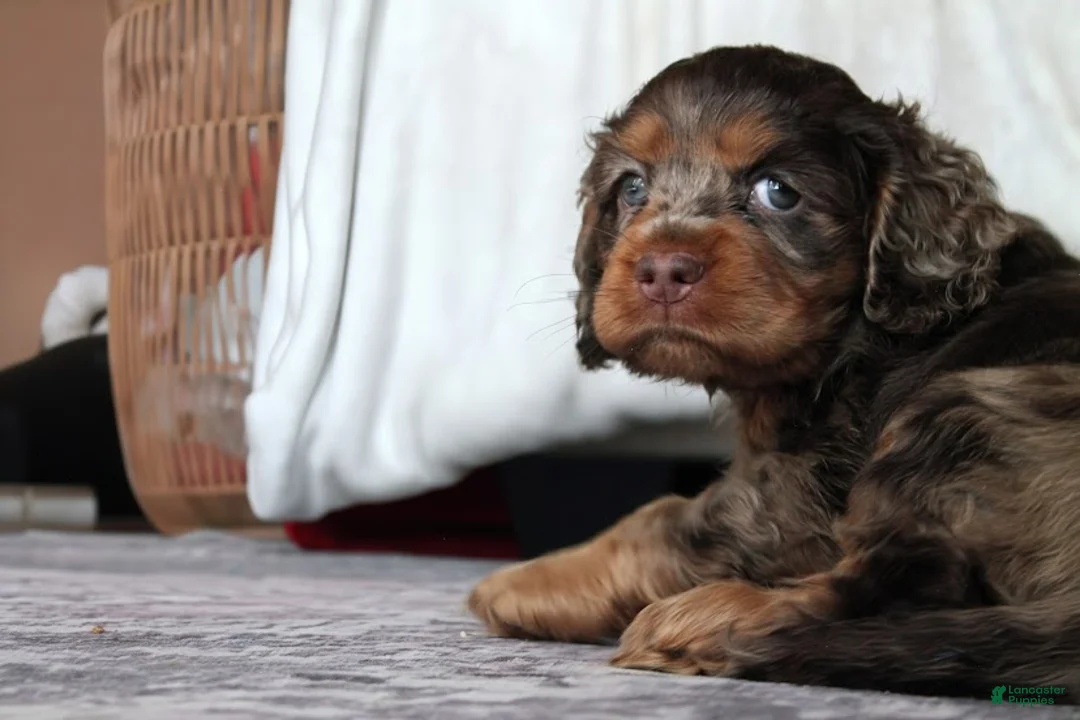 Cocker Spaniel dogs for sale: Freckles - Ad 1