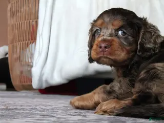 Cocker Spaniel dogs Freckles - Ad 4