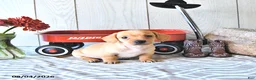 Miniature Dachshund dogs for sale: Titus - Ad 4