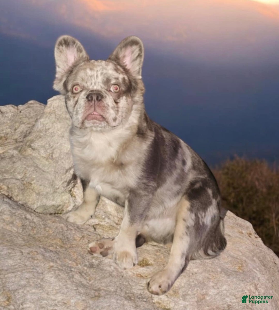 French Bulldog dogs for sale: French Bulldog Puppy 1 - Ad 9