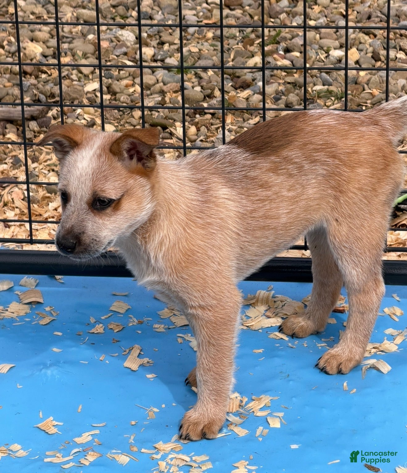 Australian Cattle Dog dogs Bella - Ad 5