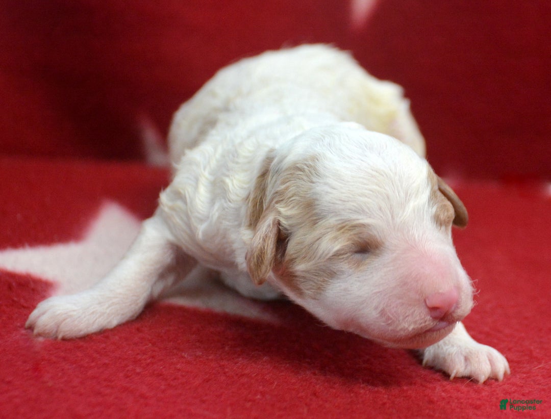 Mini Goldendoodle dogs for sale: Micro Goldendoodle Puppy 3 - Ad 1