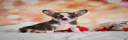 Chihuahua dogs for sale: Bailey - Ad 1